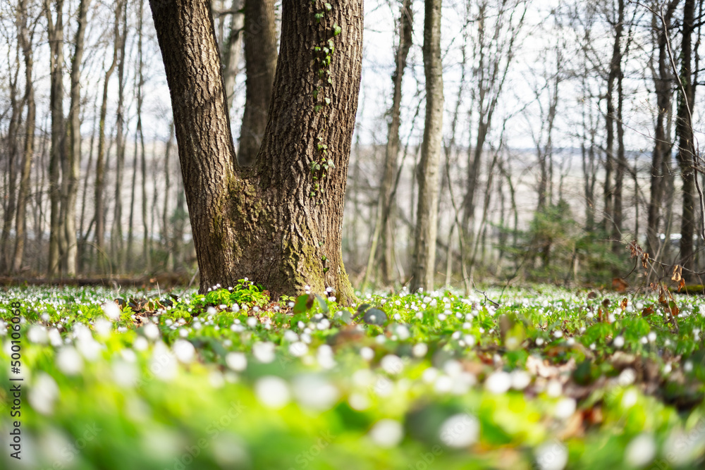 White wood anemone flowers in spring forest closeup. Forest meadow covered by Primerose (Nemorosa) f