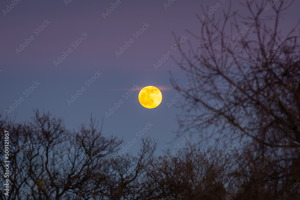 Full moon over the dark forest