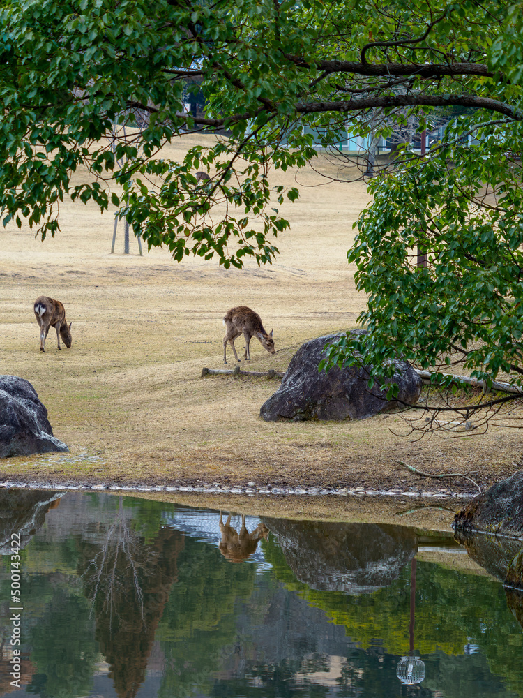 奈良公園春日の園地の池と鹿