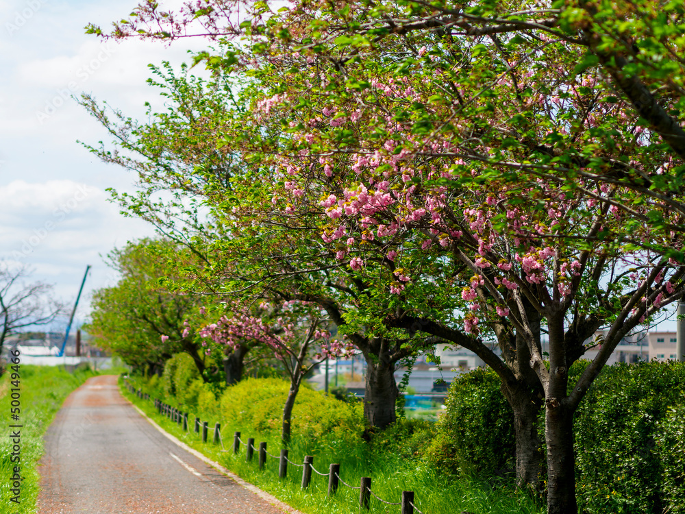 サイクリングロードに咲く八重桜