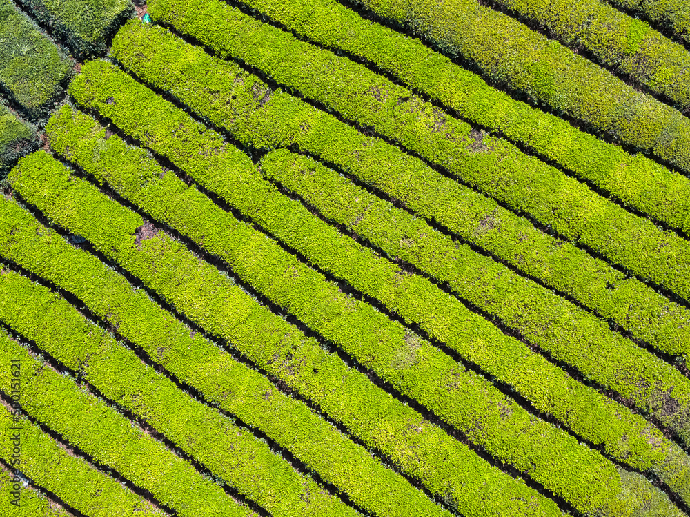 tea plantation