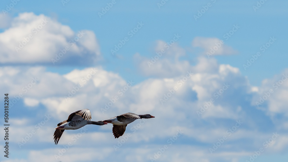 greylag geese, ansere anser flying over the swedish lage hornborgasjoen