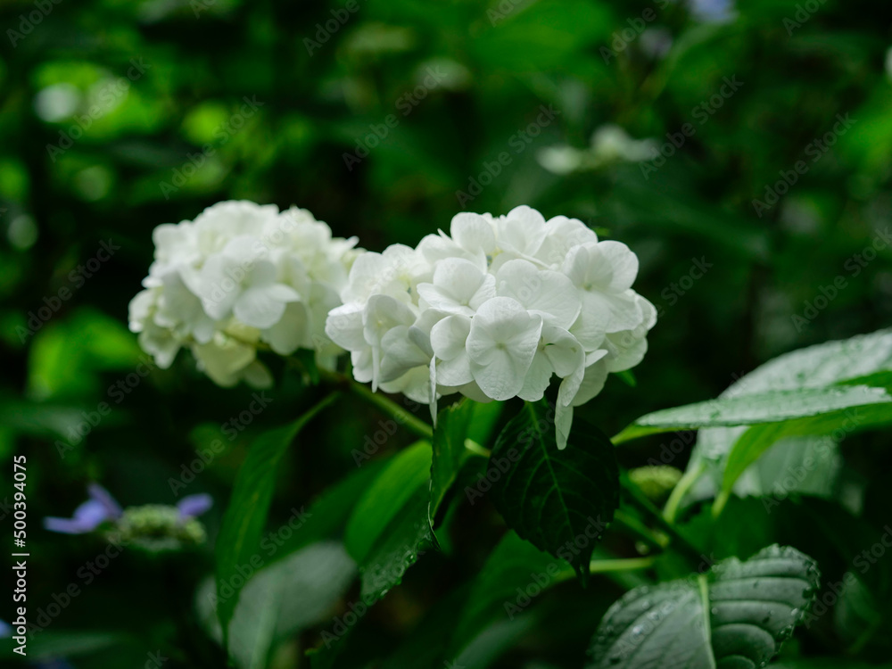 寺院の境内に咲く紫陽花