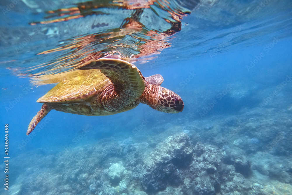 Green sea turtle above coral reef underwater photograph