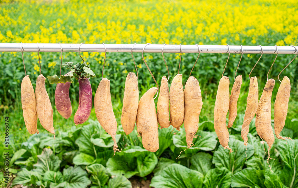 Hunan rural farmhouse drying radishes