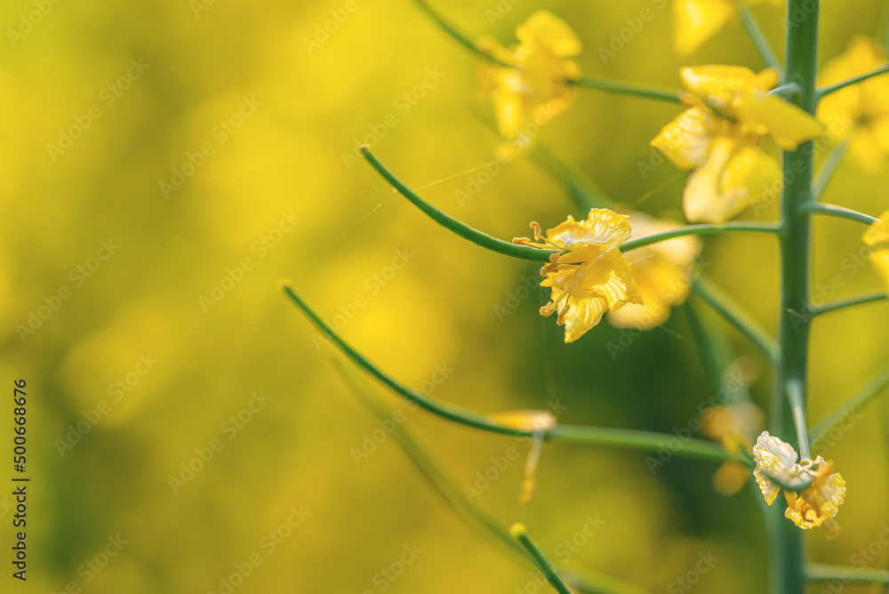 春天油菜花飘落，长出嫩荚