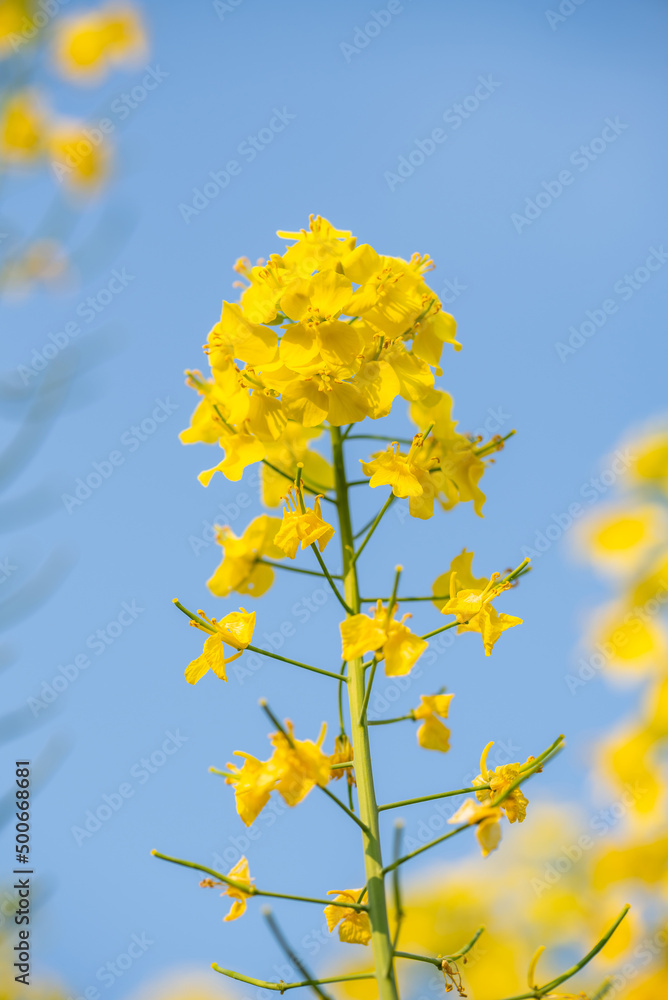 Spring blooming rapeseed flowers background