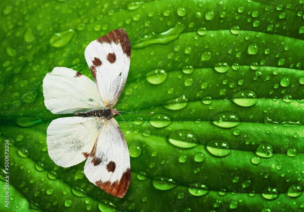 雨后绿叶上有水滴的蝴蝶