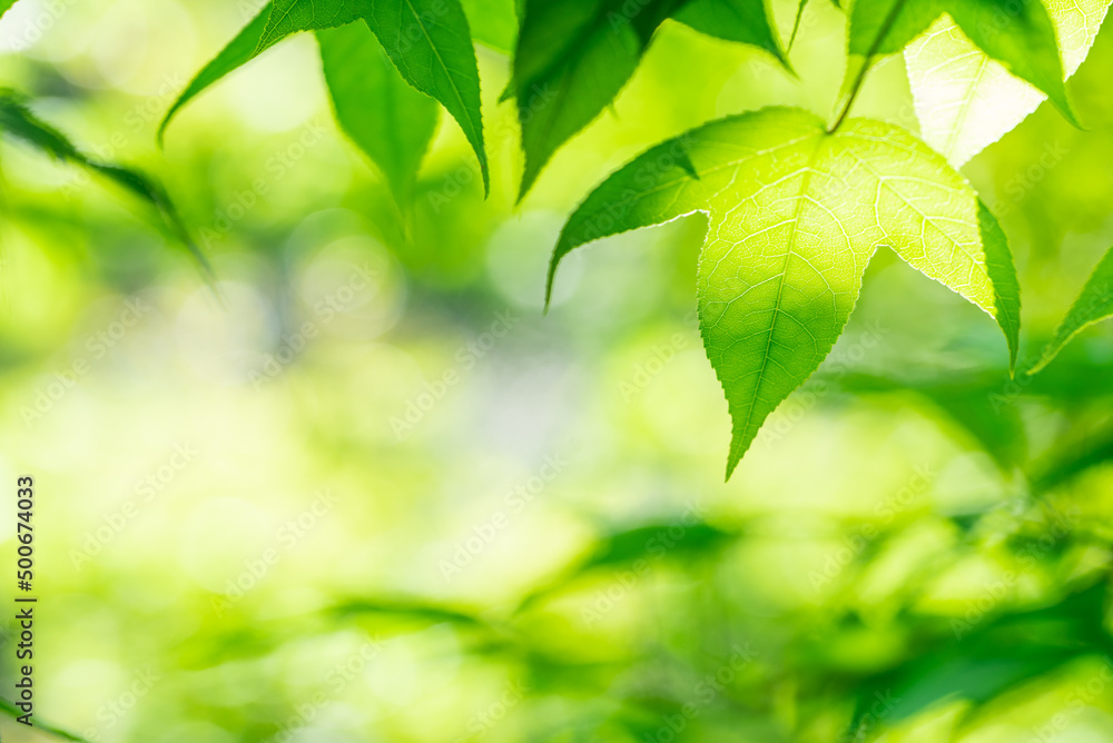 Spring green maple leaves background