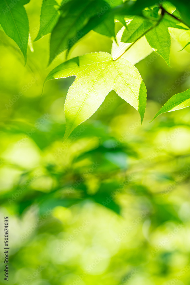 春绿枫叶背景