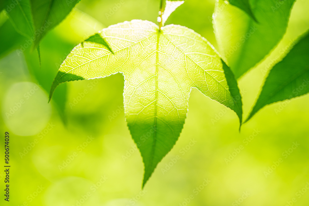 Spring green maple leaves background