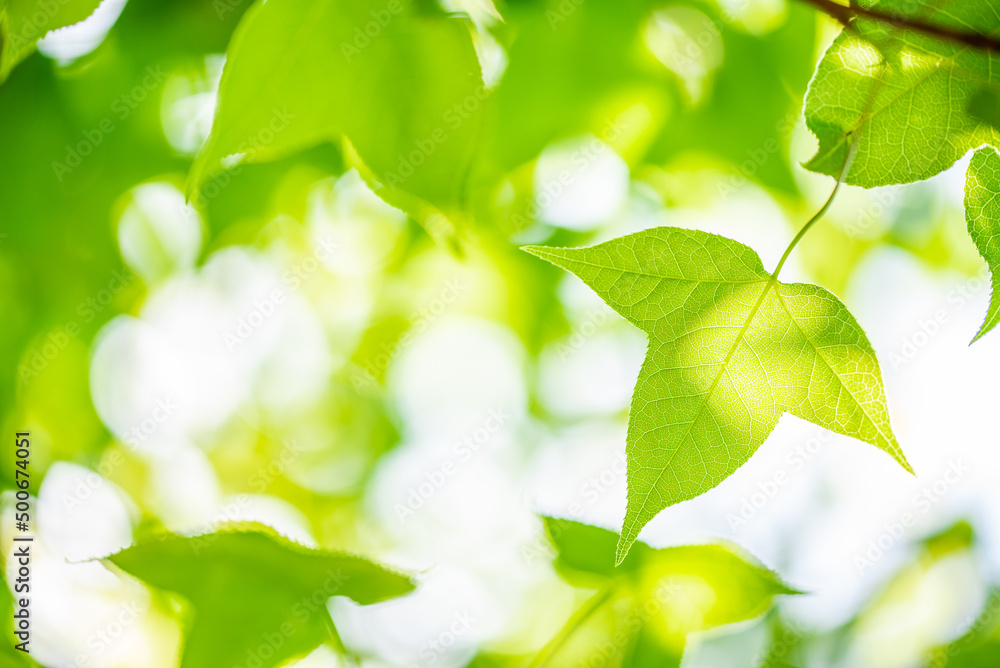 Spring green maple leaves background