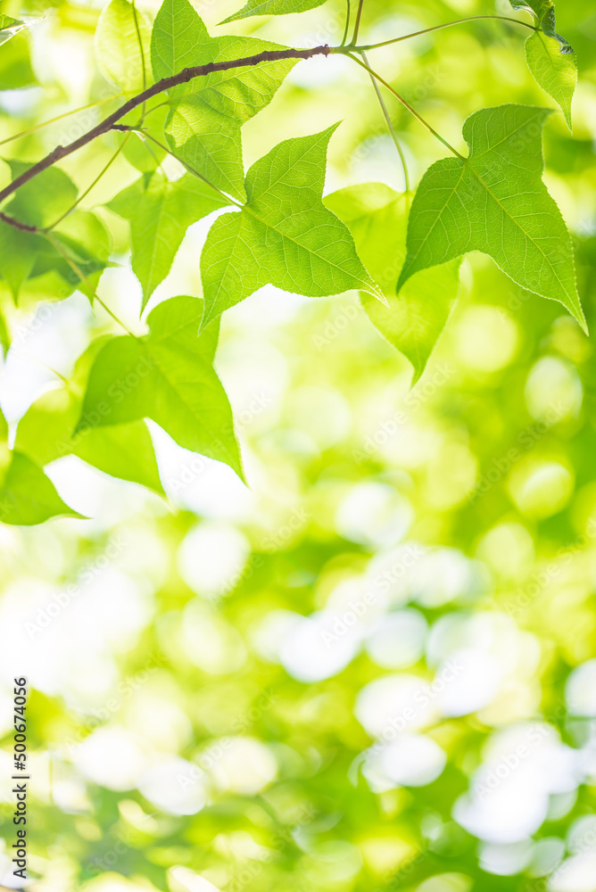 Spring green maple leaves background