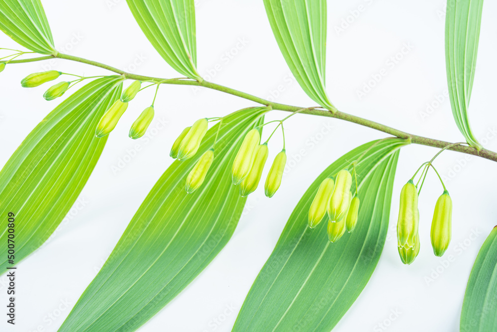 Close-up of Chinese herbal medicine Polygonatum chinensis