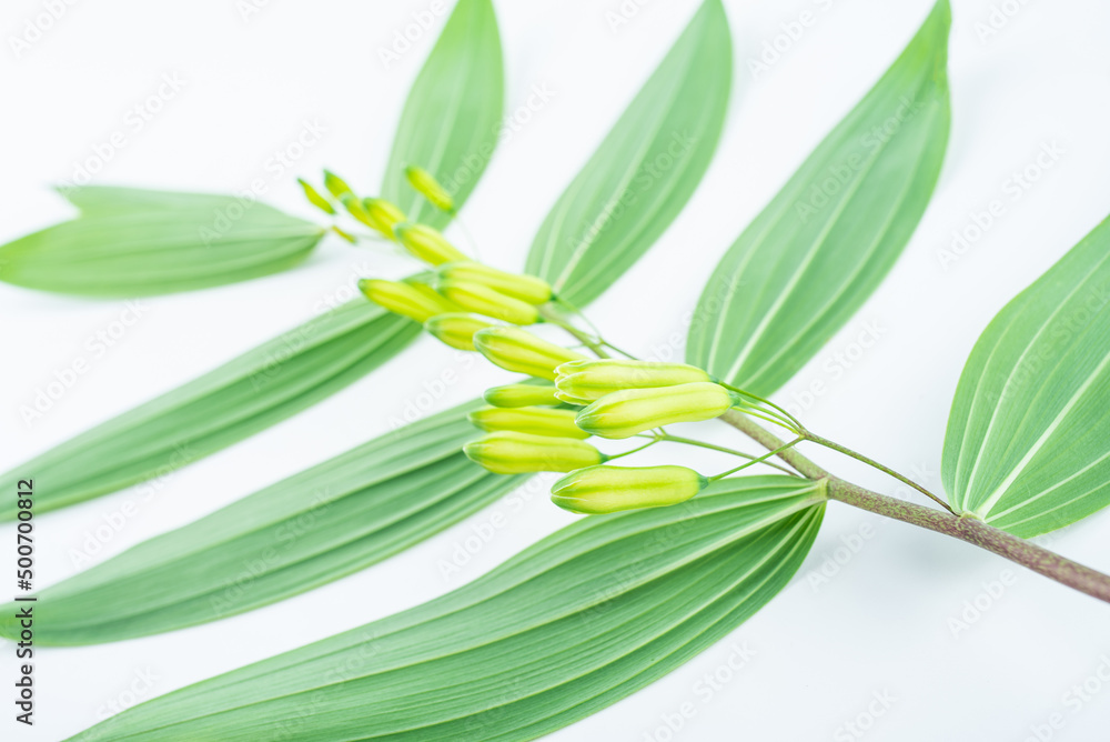 中草药黄精特写