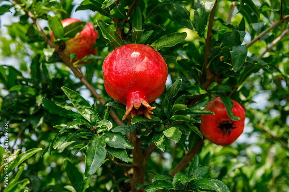 Red pomegranates grow on pomegranate tree. Fresh fruit in the orchard.