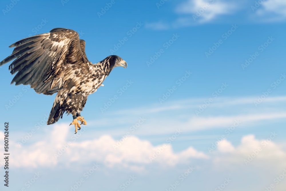 天空背景上的鹰鸟或狮鹫