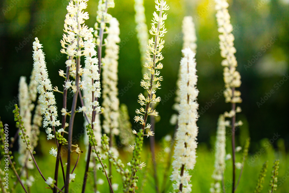 Veronicastrum flowers close-up over green garden background