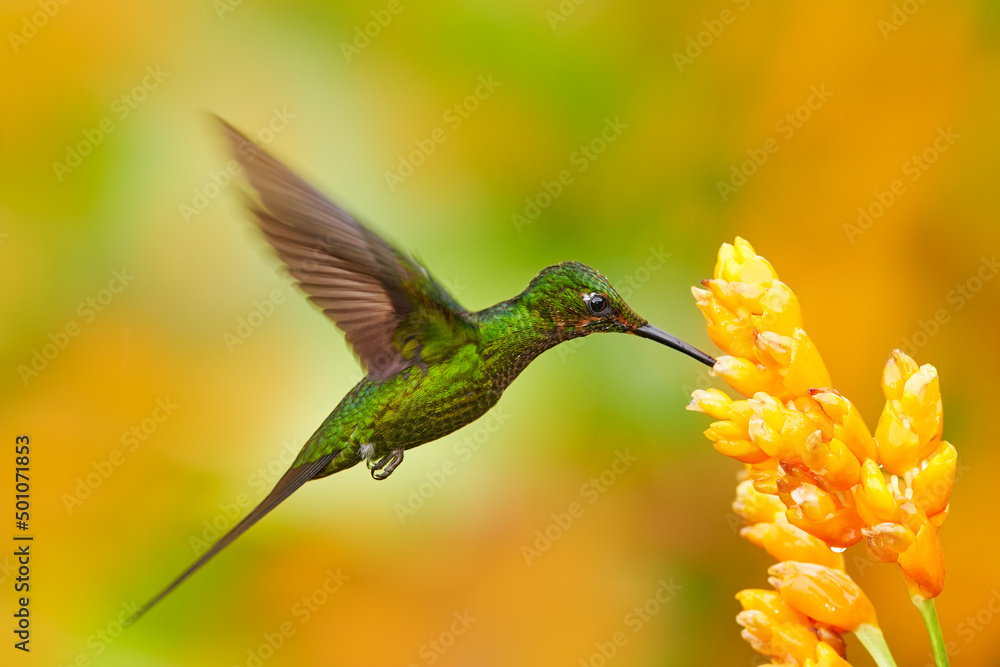 Colombia wildlife. Empress brilliant hummingbird in flight with yellow flower in from Colombia. Humm