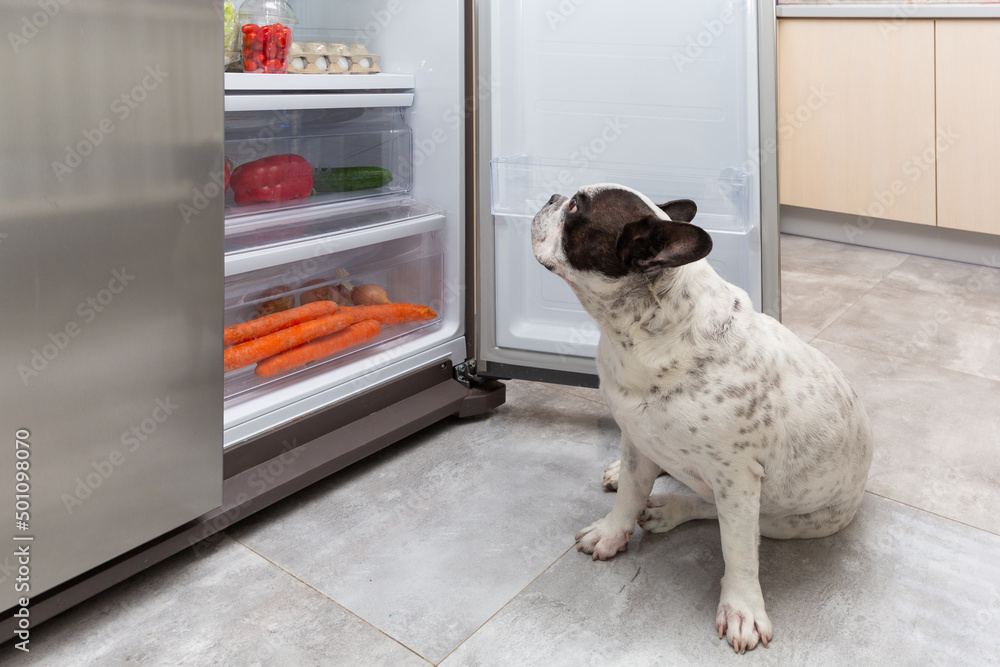 French Bulldog standing under an open refrigerator at home