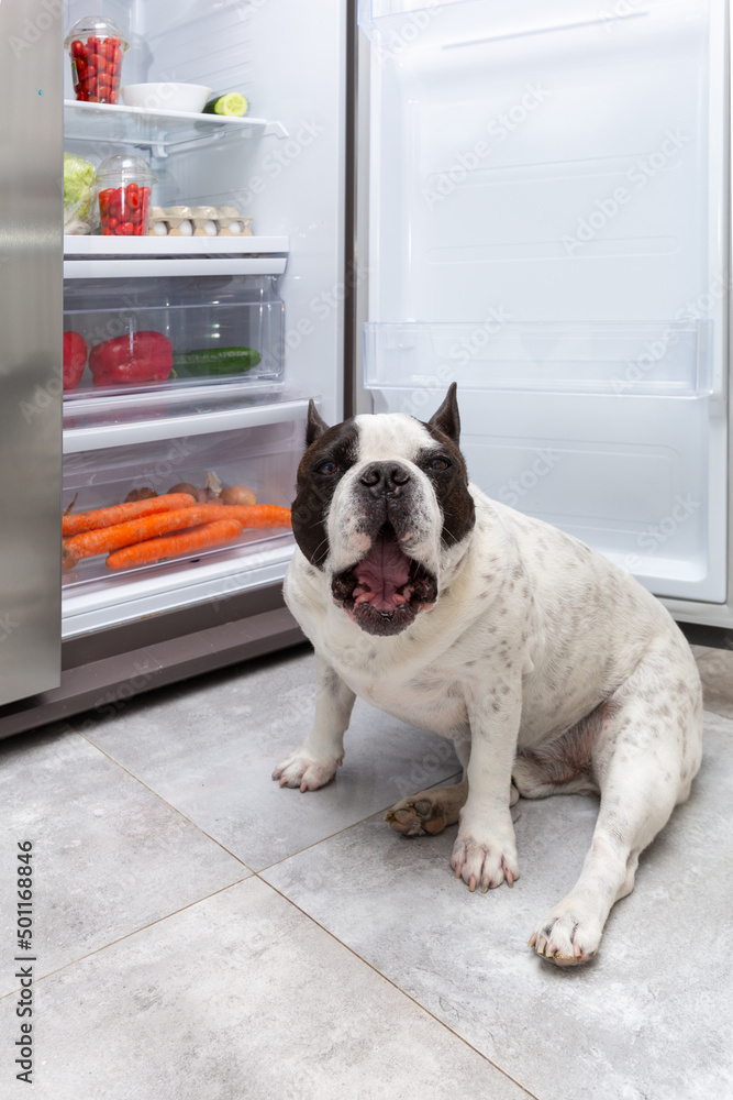 French Bulldog standing under an open refrigerator at home