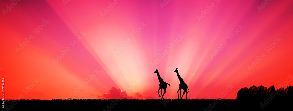 amazing sunset and sunrise.Panorama African tree silhouette with sunset, dark tree setting on open f