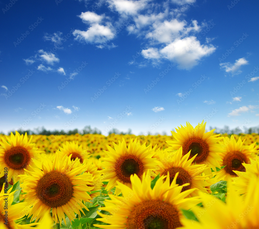 field of blooming sunflowers