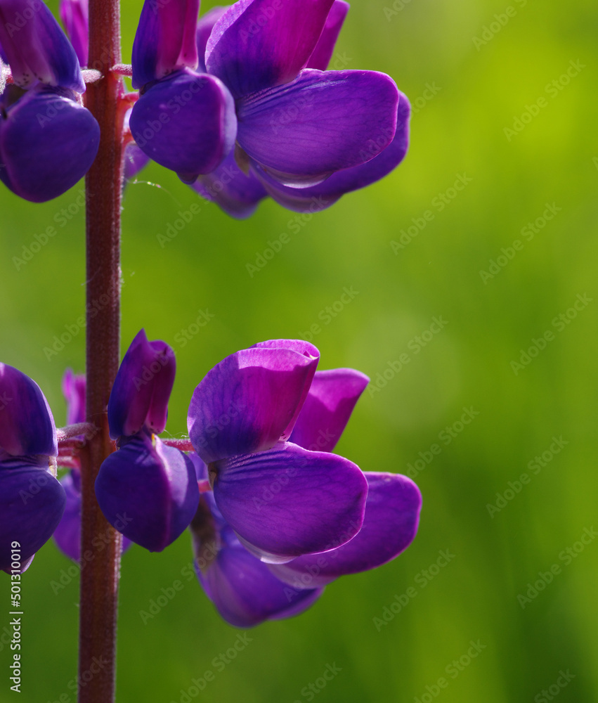 绿色上的花朵