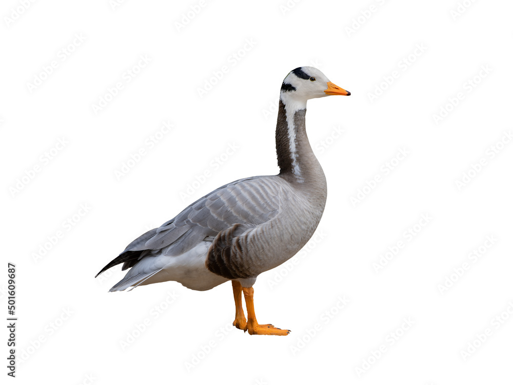 goose (bar headed) isolated on white