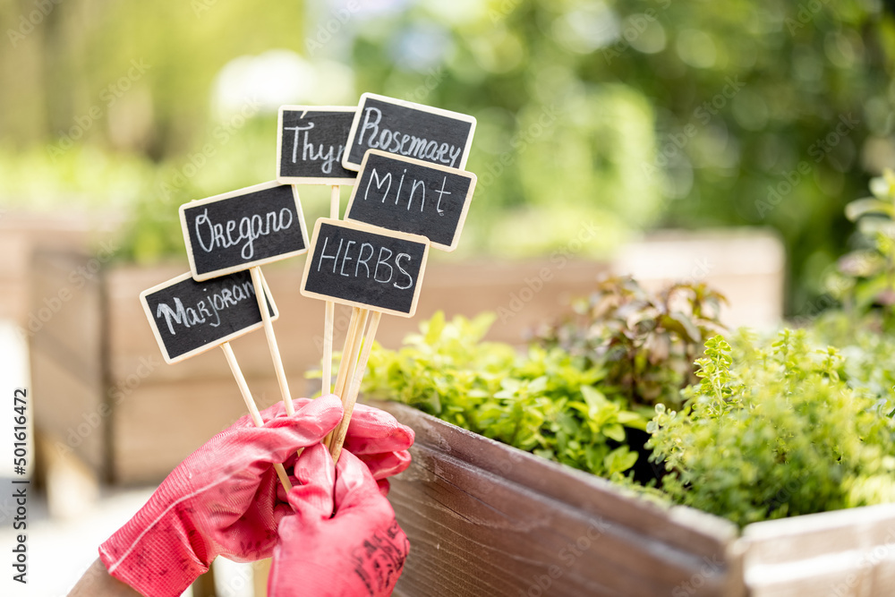 Woman holding wooden plates with inscriptions of plant names with growing herbs on background, close