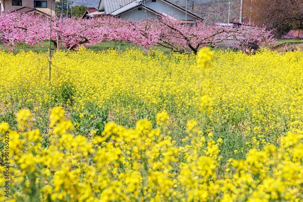 満開の桃の花が咲く風景、山梨県笛吹市