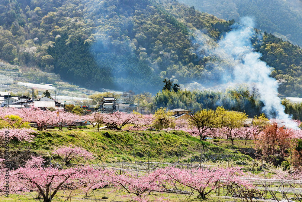 満開の桃の花が咲く風景、山梨県笛吹市