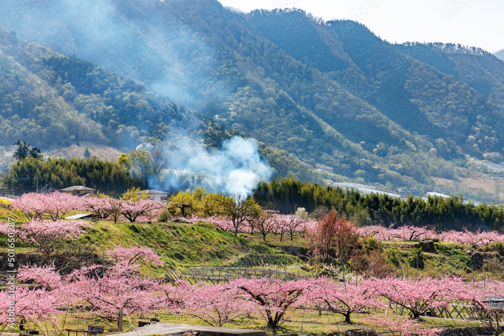 満開の桃の花が咲く風景、山梨県笛吹市