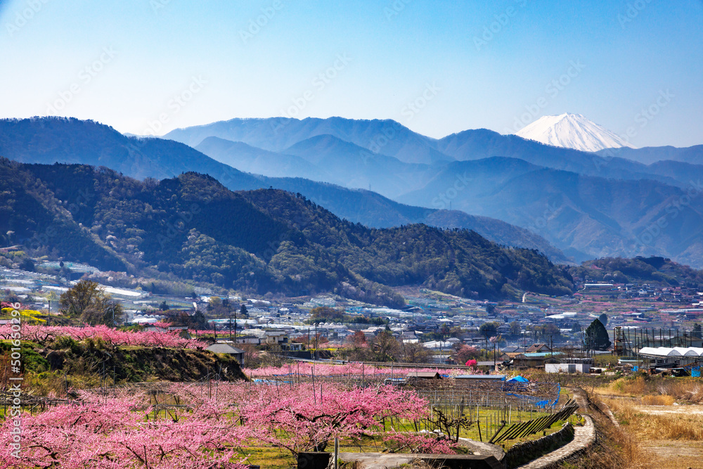 満開の桃の花が咲く風景、山梨県笛吹市