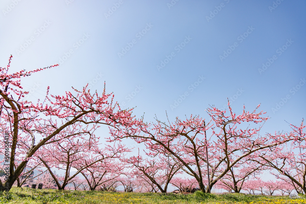 満開の桃の花が咲く風景、山梨県笛吹市