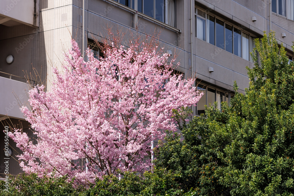 都会に咲く満開の桜の花