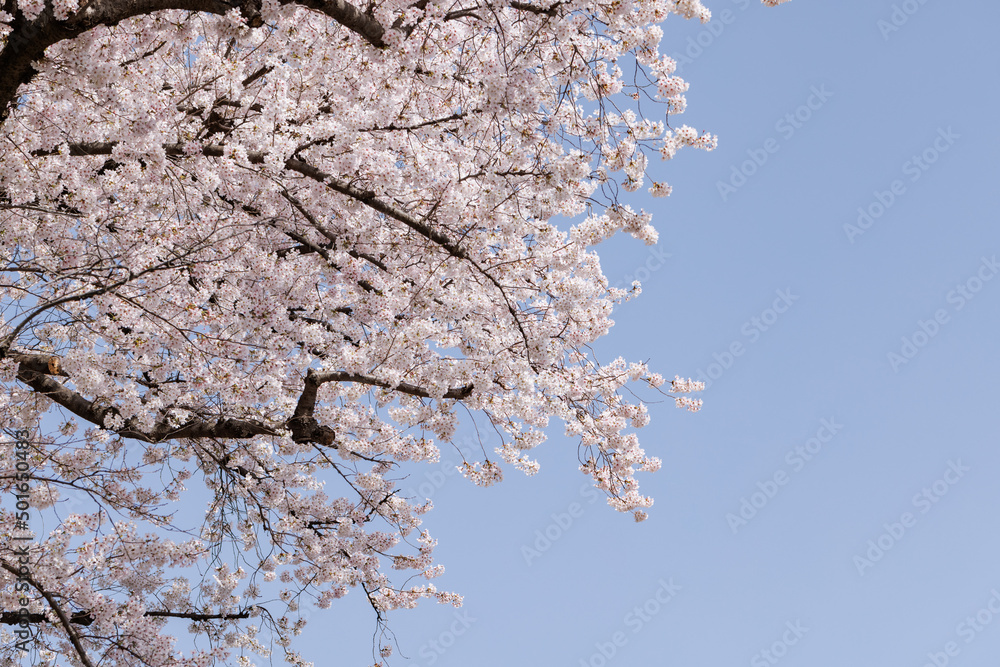 ピンクの花びらが綺麗な満開の桜の花