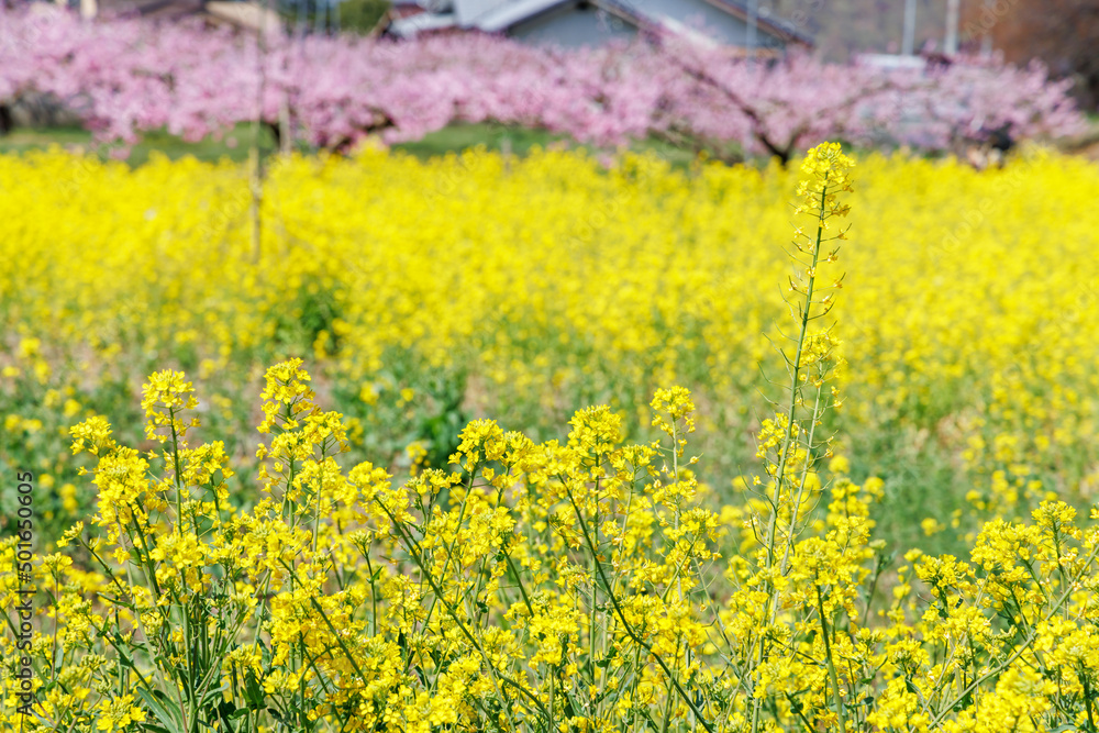 満開の桃の花が咲く風景、山梨県笛吹市