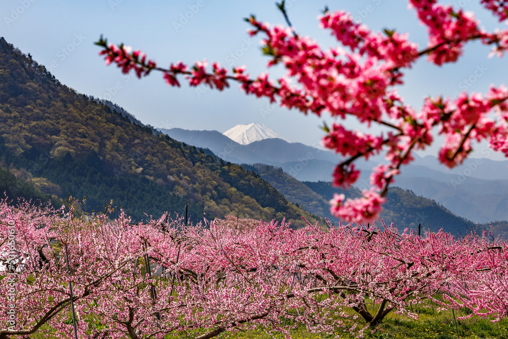 満開の桃の花が咲く風景、山梨県笛吹市