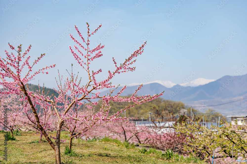 満開の桃の花が咲く風景、山梨県笛吹市