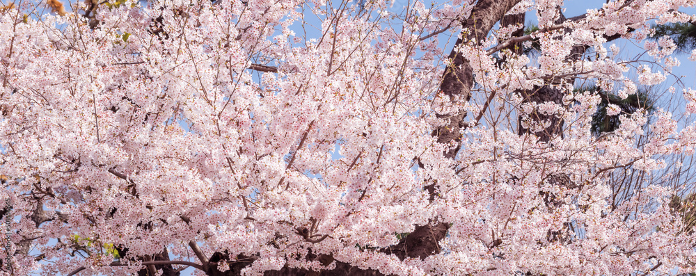 ピンクの花びらが綺麗な満開の桜の花