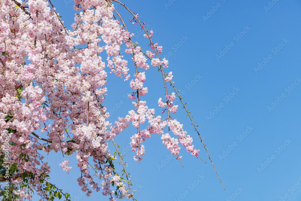 ピンクの花びらが綺麗な満開の桜の花