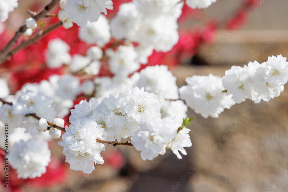 色が綺麗な満開の桃の花、山梨県笛吹市