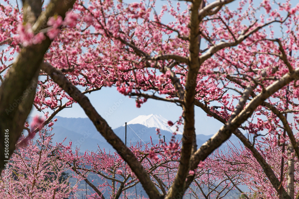 満開の桃の花が咲く風景、山梨県笛吹市