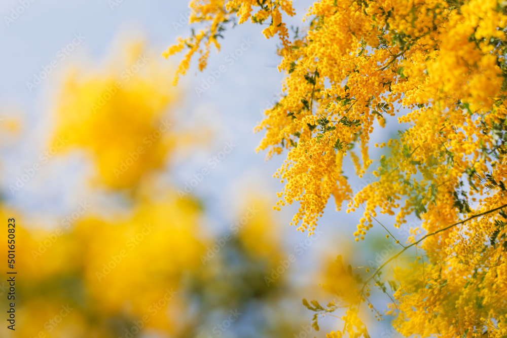 黄色が綺麗な満開のミモザの花