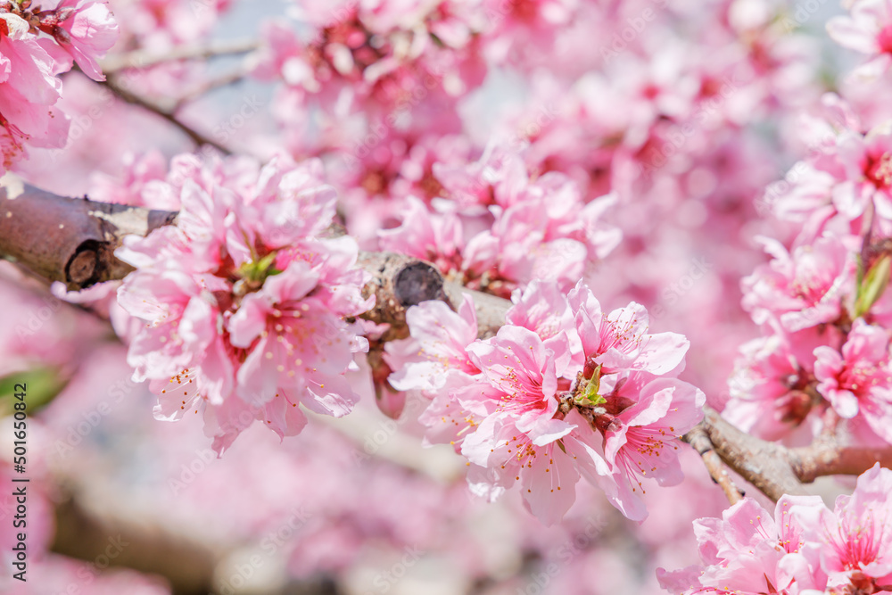 ピンク色が綺麗な満開の桃の花、山梨県笛吹市