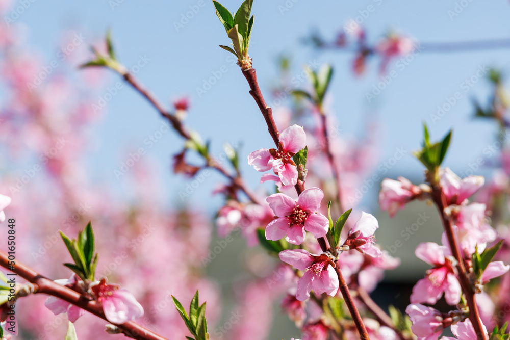 色が綺麗な満開の桃の花、山梨県笛吹市