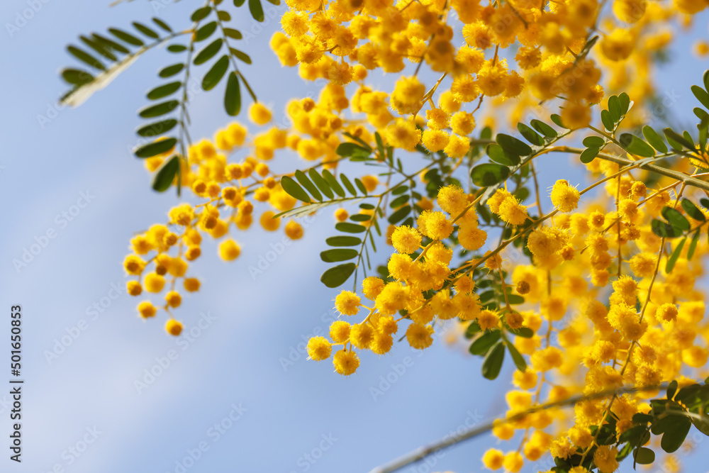 黄色が綺麗な満開のミモザの花