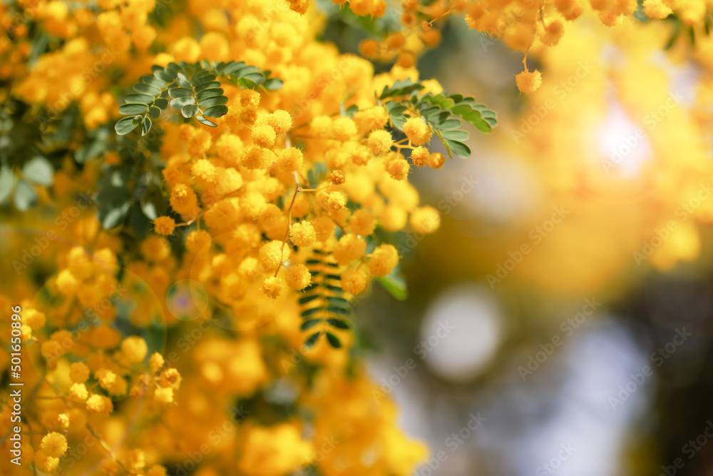 黄色が綺麗な満開のミモザの花