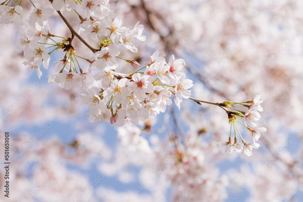 ピンクの花びらが綺麗な満開の桜の花